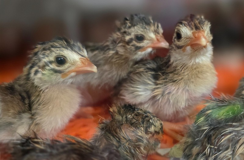 Guineas for Sale now One month old