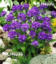 CLUSTER BELLFLOWER - DAHURICA SUPERBA ODESSA - 1500 SEEDS Campanula glomerata