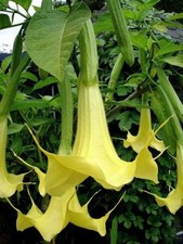 Brugmansia suaveolens YELLOW ANGELS TRUMPET Seeds 