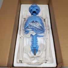 Carolina Miniature Human Skeleton 33" Model 
