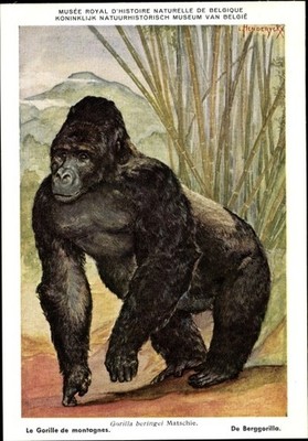 Artist Postcard Gorilla beringei, Mountain Gorilla, Musée Royal d'Histoire... - 3836893