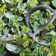 47" Realistic Rubber Fake Snake Halloween Lifelike Scary Props House Party Decor