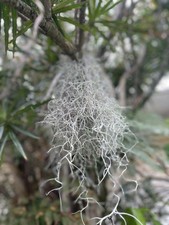 Fresh Live Organic Spanish Moss from Hawaii - 1 Gallon Ziplock size - Air Plant