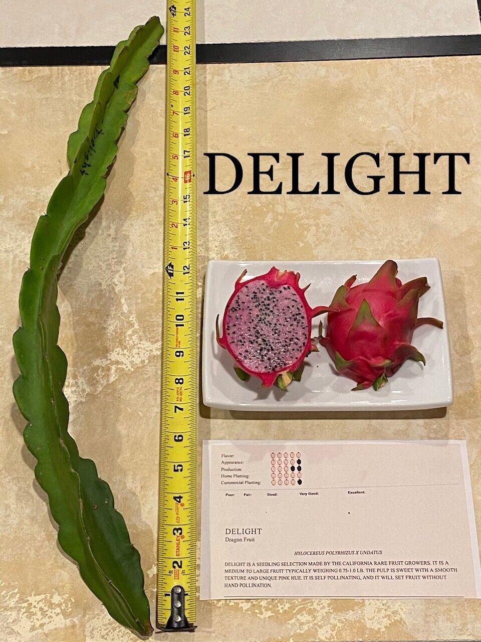 Best Dragon Fruit Cuttings 2436”, each cutting, 5 Varieties can grow 3lb Fruit