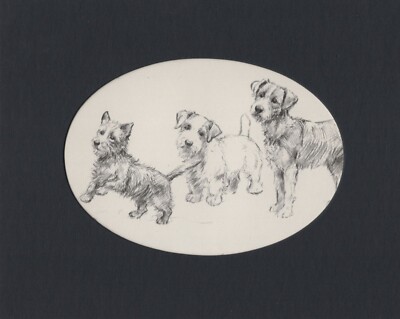 Cairn Sealyham Terrier - CUSTOM MATTED - Vintage Dog Art Print - 1948 KF Barker