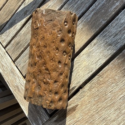 Stigmaria Lycopod Root Fossil  6 1/2 x 3 1/2 long  Specimen 300 MYO