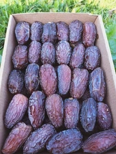 11 LBS Legendary Desert Medjool Dates — A Rare Treasure Born in Arabian Sands