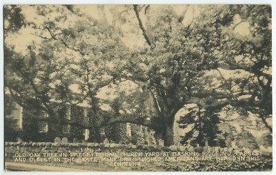 BASKING RIDGE NJ PRESBYTERIAN CHURCH CHAPEL CEMETERY Oak Tree postcard ...
