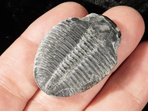 508 Million Year OLD! TRILOBITE Fossil 100% Natural From Cambrian Utah 5.43