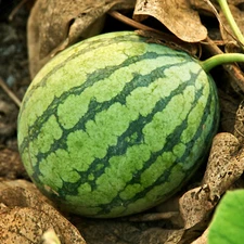 Crimson Sweet Watermelon Seeds | Medium Large Sugar Juicy Red Fruit Seed 2025