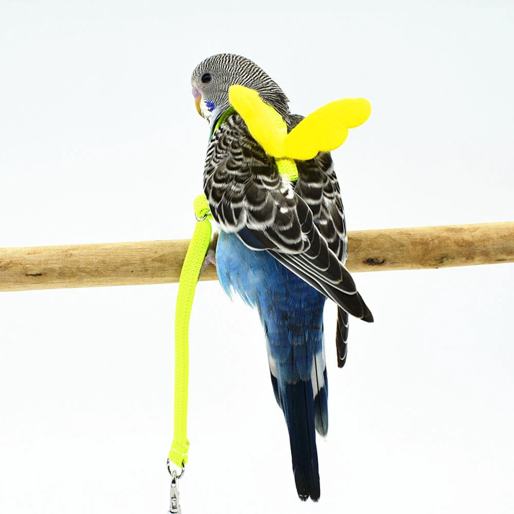 Budgie harness and clearance leash