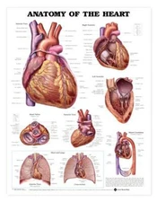 HEART ANATOMY Laminated Wall Chart 20" x 26" Classroom/Professional LFA #99878