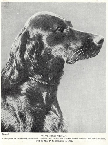 Irish Setter "Tessa" - 1934 Vintage Dog Art "Photo" Print - CUSTOM MATTED