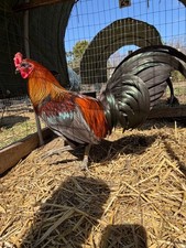 10  Pumpkin, Blue, Black, Mug, Leiper, cross chicken hatching eggs