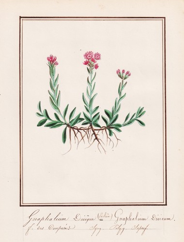 Kittens Cudweed Flower Botany Watercolor 1830