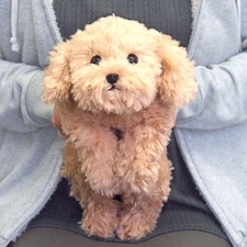 Sun Lemon HizaWanko Toy Poodle Beige S Lap dog Plush Doll Stuffed Animal 34cm