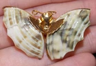 Vintage Butterfly Shell Wings Goldtone Metal Pin Costume Jewelry