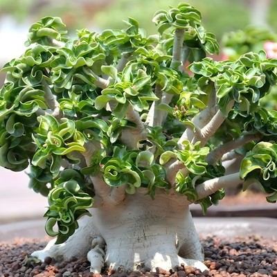 Medusa Dorset Horn, Desert Rose Adenium arabicum, Bonsai, Wavy Leaves, Tropical