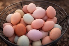    M  eggs Farms   12 Rainbow Assortment Fertile Hatching Eggs     