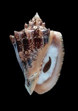 SHELL CONCHIGLIA VOLUTA EBRAEA mm.192 with operculum big one  BRAZIL