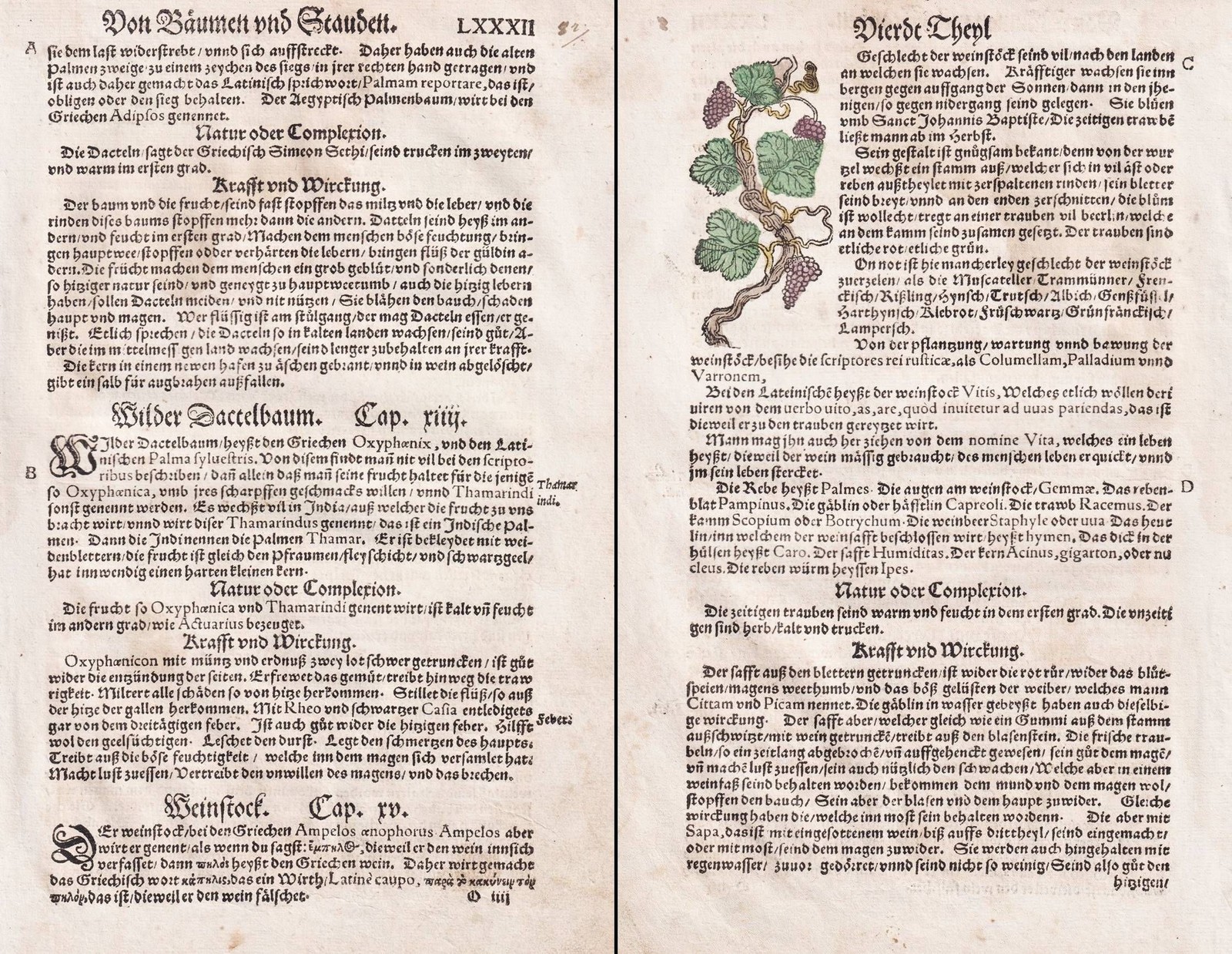 Dátiles Vino Cepa Fruta Kräuterbuch Hierbas Herbal Botánica Lonitzer 1564