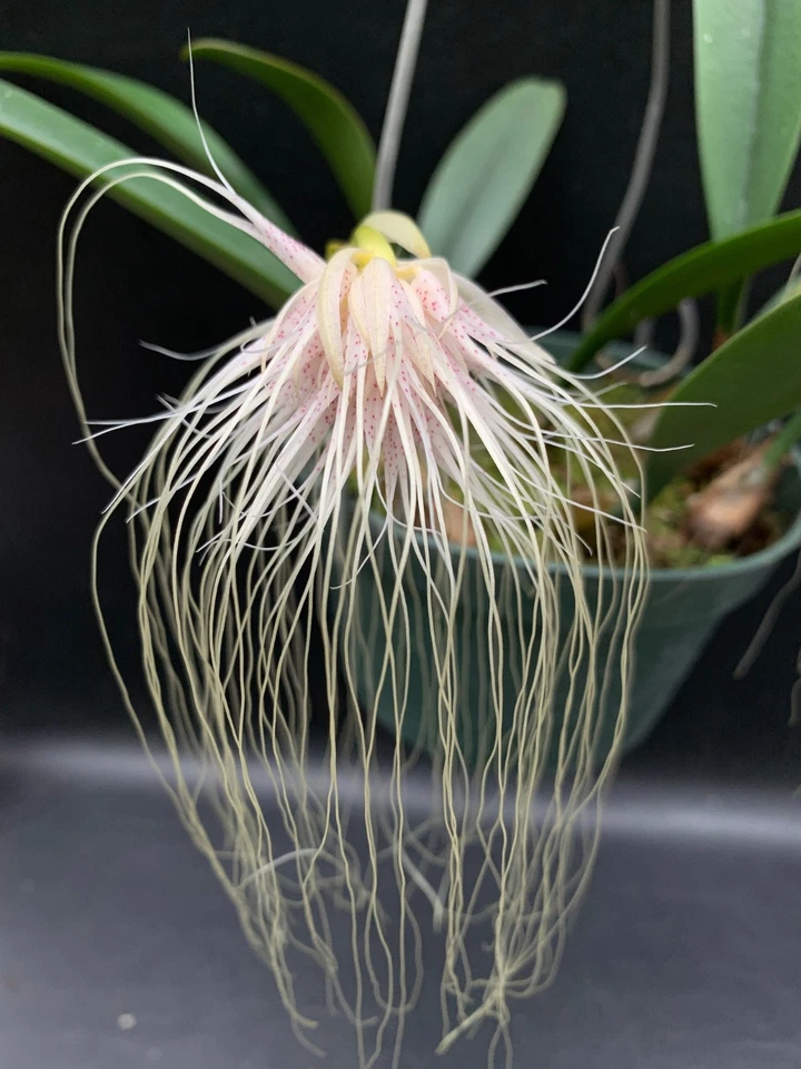 RARE Specimen BULBOPHYLLUM MEDUSAE MIAMI HCC/AOS 6”  BEAUTIFUL SPOTTED FLOWERS - Image 3 of 4