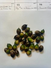 Live Oak Seeds for Planting -35, Fresh Seeds - Quercus virginiana