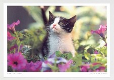 1 postcard cat "Garden Tiger" - Harenberg #