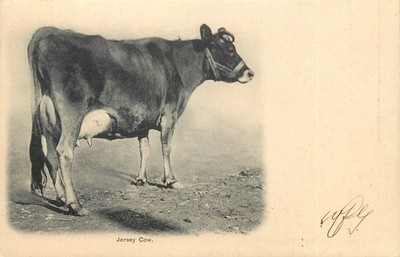 Postcard Jersey Dairy Cow 120-25 American News Company Undivided Back