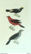 Gravure Vauthier-Buffon 'Huppette' Scardatte' Tangara' 1833