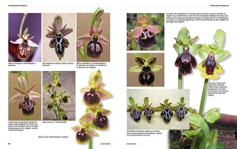 Thumbnail - Erdorchideen | Naturschutz Und Kultur Garten | Svante Malmgren (u. A.)