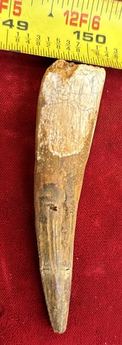 3 1/8 inch spinosaurus tooth