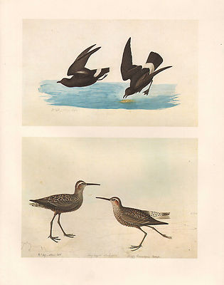 Vintage John James Audubon Vogel Aufdruck ~ Storm Petrel ~ Pilotis Sandpiper