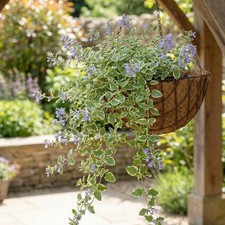 Nepeta Variegata Variegated Catnip Trailing Basket Groundcover 5 Plug Plants