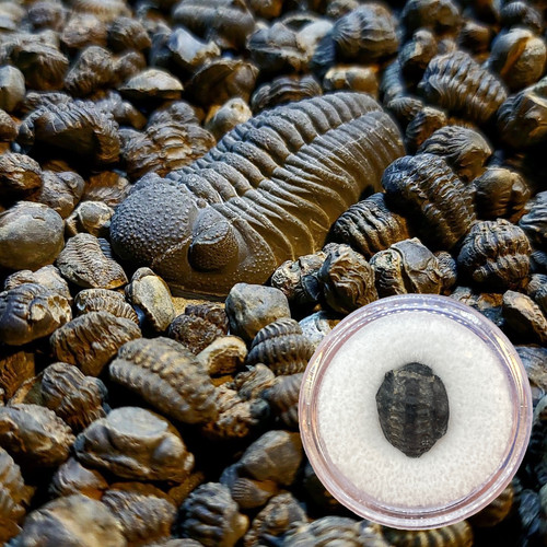 2 BABY PHACOPS RANA TRILOBITE FOSSIL DEVONIAN AGE 395 MYO MOROCCO SALE WOWWWW
