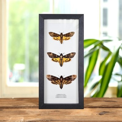 Death's Head Moth Trio #2 (Acherontia styx, atropos & lachesis)