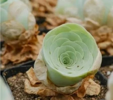Rare succulent.   mountain rose.   10SEEDS