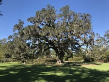 Quercus virginiana SOUTHERN LIVE OAK TREE Seeds!