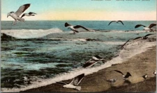 Postcard Hand Colored DH Hills Drug Co Spring Lake  NJ