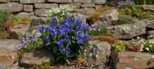 Gentiana 'Luis Easy Blue' Gentian 10cm pot x 2 pots
