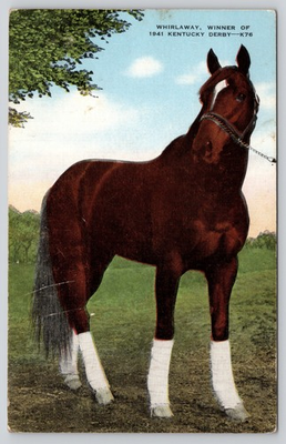 #ad Whirlaway Profile White Leg Wraps Louisville Kentucky Postcard $3.50