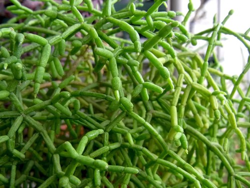 10x Rhipsalis Kaktus, Korallenkaktus Ableger, ca. 1cm, besonderer Zierkaktus - Bild 3 von 14