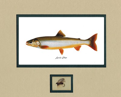 Alaska native trout / salmon prints by Joseph Tomelleri  with fly