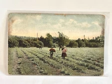 Vintage Posted Circa 1910 Carnation Field California Color Postcard.