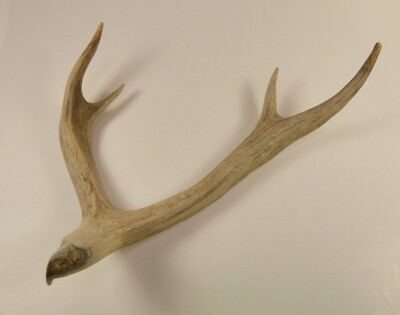 Deer Horn Antler Eagle Head Carving  L. Kunstman 2009 signed New