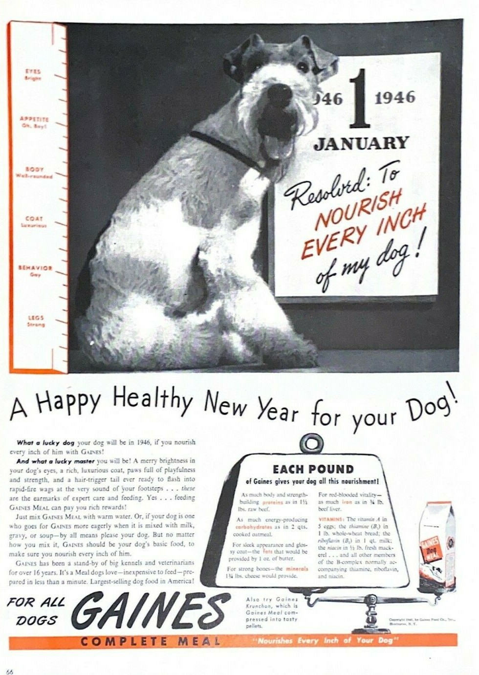 Vintage Print Ad Schnauzer A Happy Healthy New Year