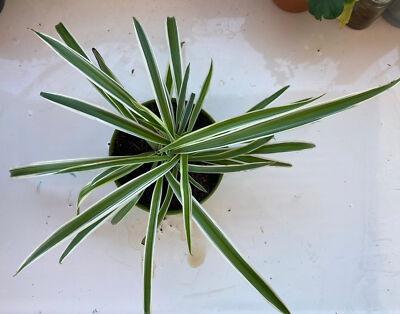 Spider Plant live/ clean air organic easy, variegated established  indoor/outdoor | eBay