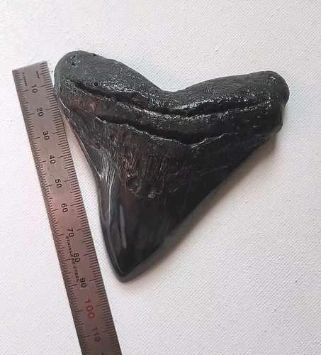 4 INCH MEGALODON SHARK TOOTH WICKEDLY DARK AND SMOOTH IN COLOUR - Picture 5 of 11