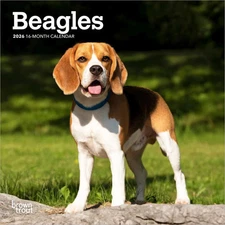BrownTrout,  Beagle 2026 Mini Wall Calendar, 7'' X 7'', 16-Month Calendar with S