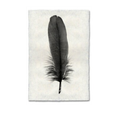 20x30 Feather Print . Feather Study # 6 goose. On Nepalese Paper.